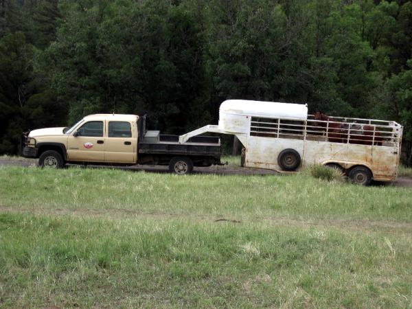 I saw this pick-up truck with a horse in the horse trailer parked near the Cantina and Homestead and thought, 
