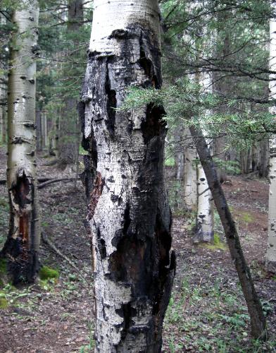 Sawmill Campground - Aspen trees - Disease or Lightning?