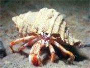 Hermit-crab