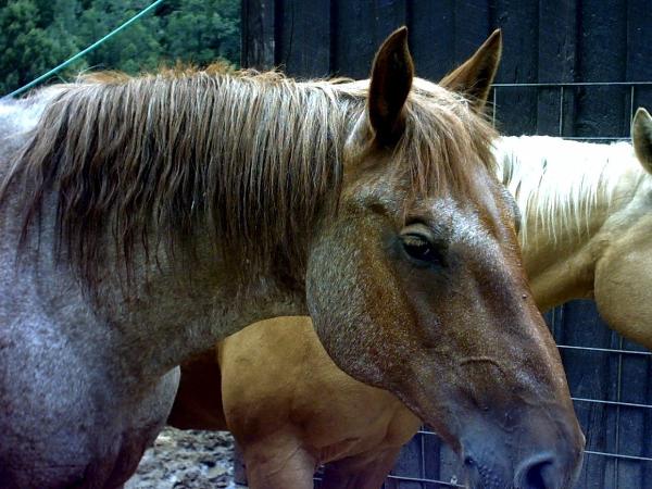 Strawberry is one of the biggest horses in the herd.