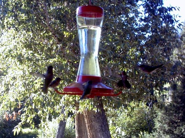 At the 'cattle' roping area the hummingbirds are busy and plentiful.