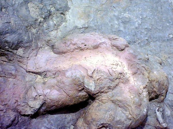 T-Rex Track. -- It is a cast of the track and turned upside-down. It' s the only one known in the world.