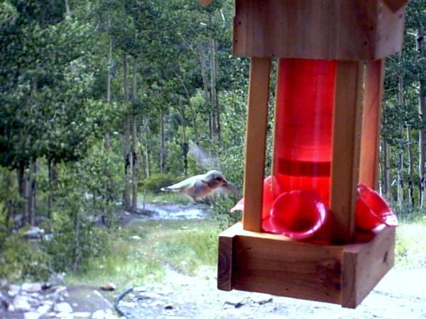 Humming Bird at feeder.